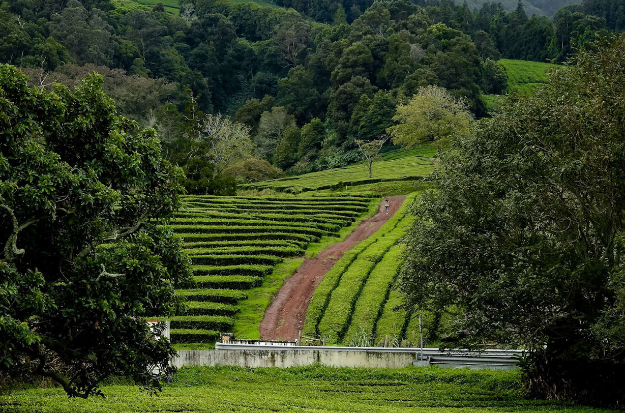 Fábrica de Chá Gorreana